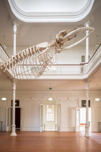 Esqueleto da baleia suspenso no átrio central da Casa Andresen, Galeria da Biodiversidade © JFF